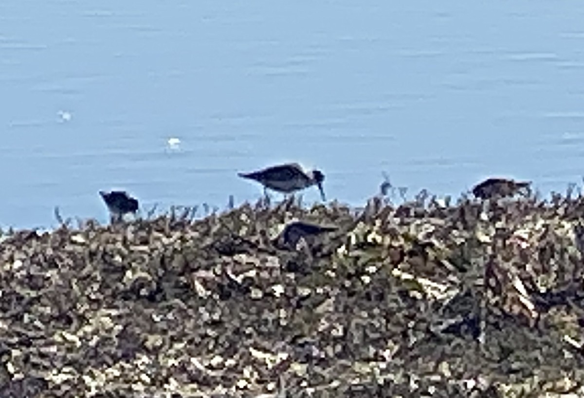 Dunlin - ML646361296