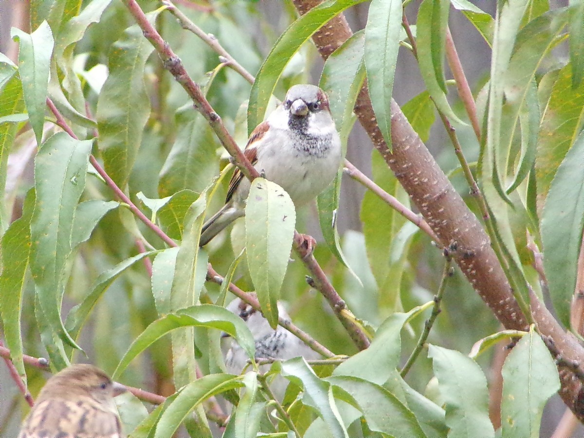 House Sparrow - ML646361297
