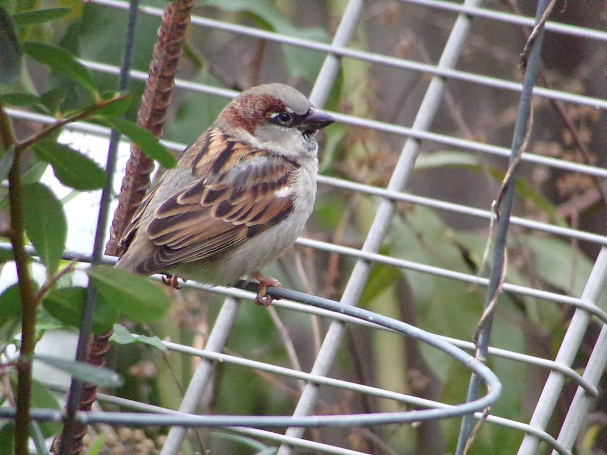 House Sparrow - ML646361298