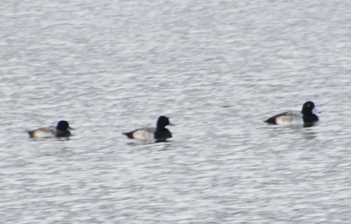 Greater Scaup - ML646361299