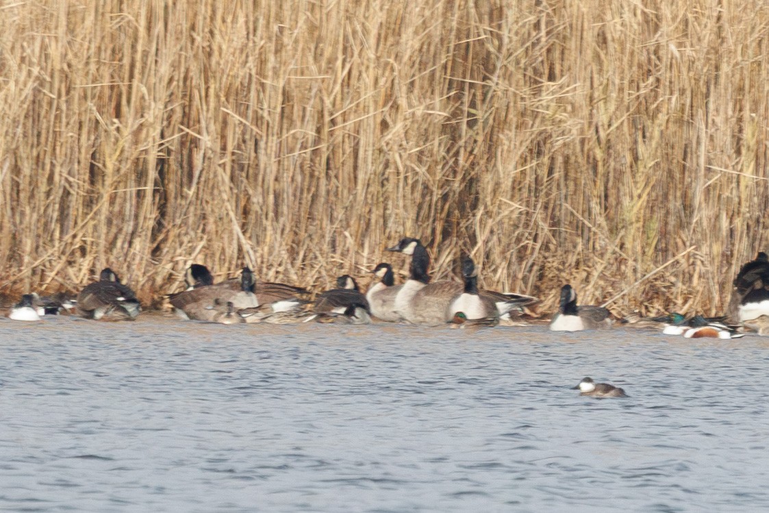 Cackling Goose (Richardson's) - ML646361300