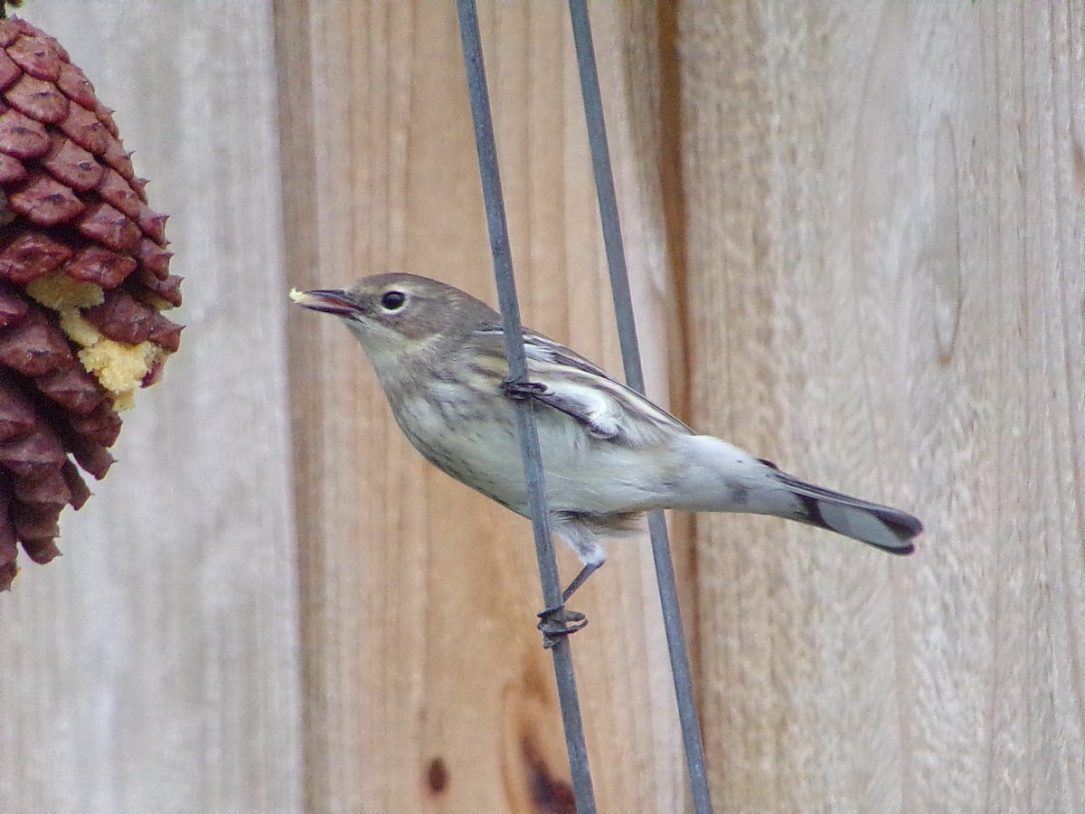 Yellow-rumped Warbler (Myrtle) - ML646361301