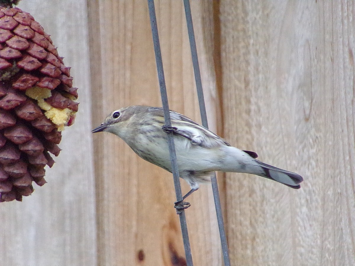 Yellow-rumped Warbler (Myrtle) - ML646361302