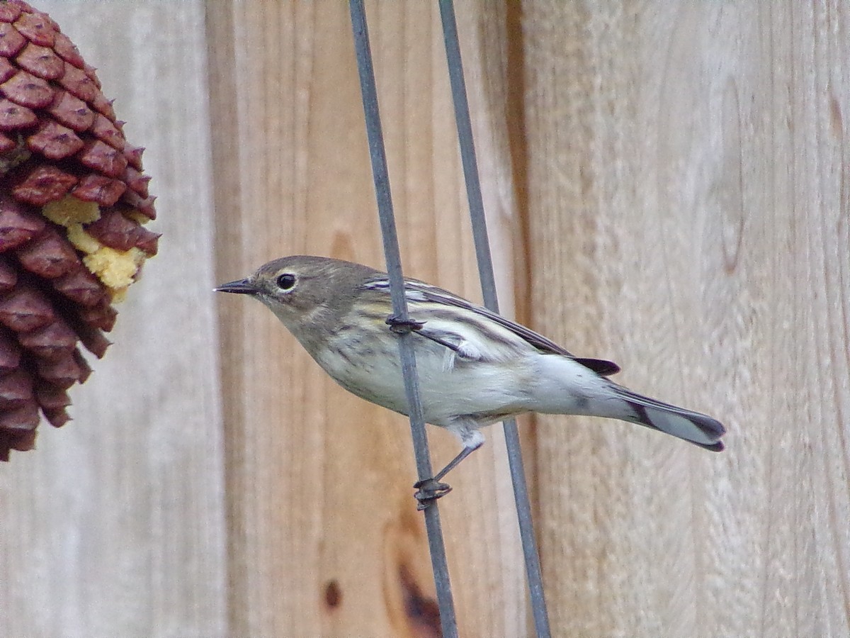 Yellow-rumped Warbler (Myrtle) - ML646361304