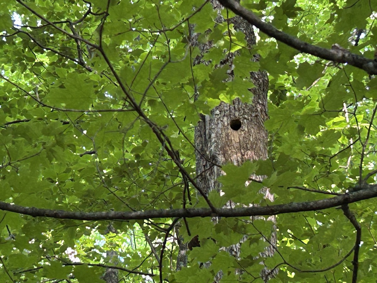 Yellow-bellied Sapsucker - ML646361314