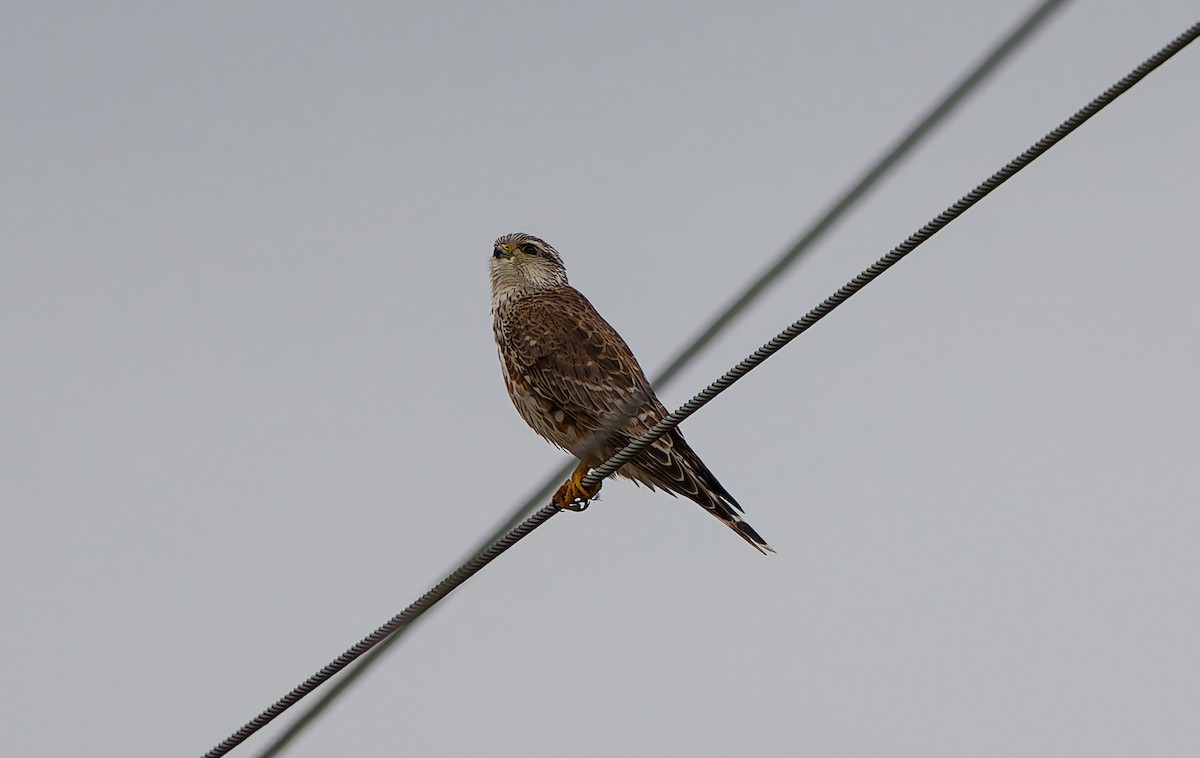 Merlin - ML646361315