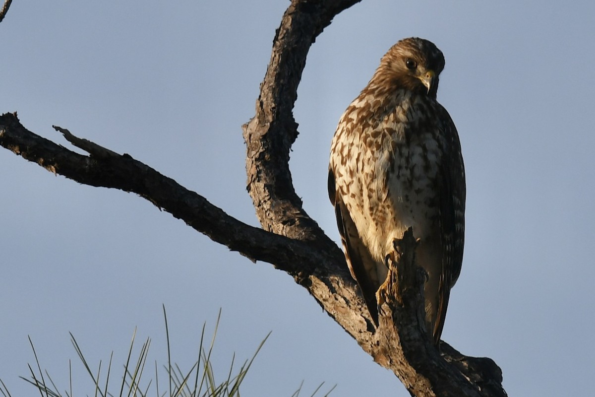 Red-shouldered Hawk - ML646361316