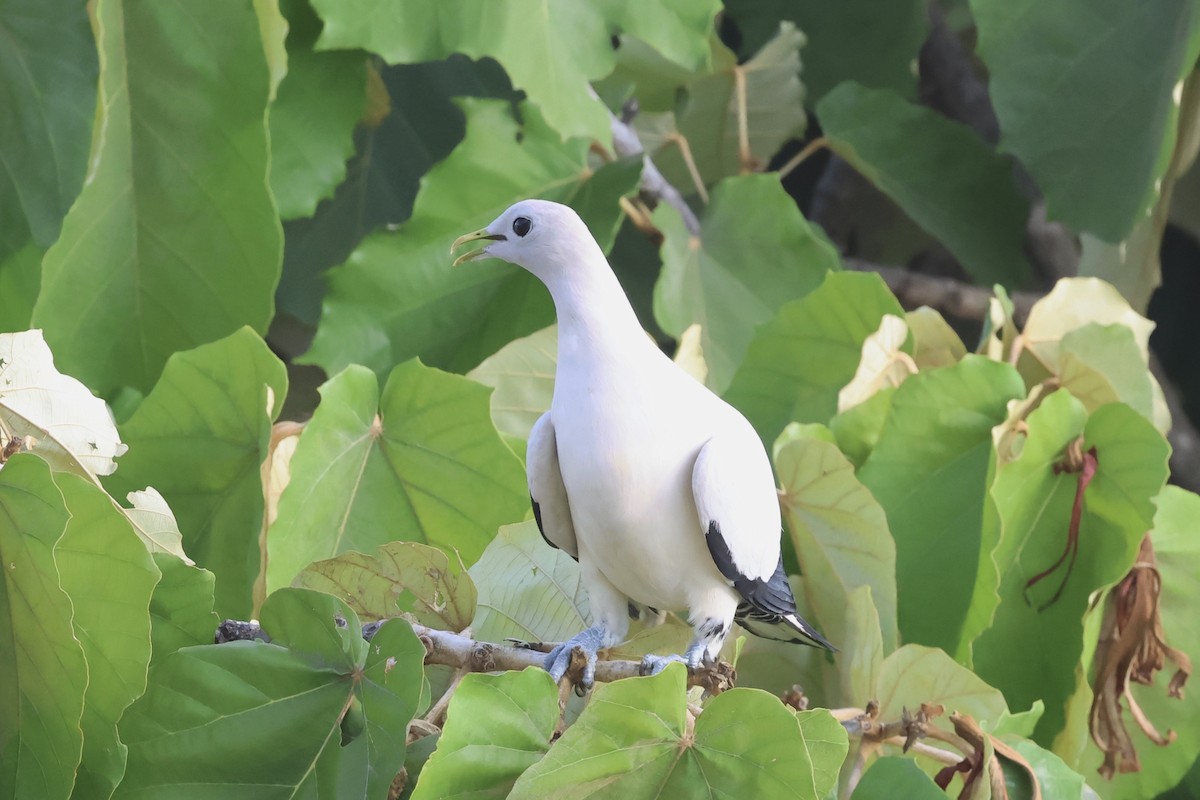 holub pobřežní - ML646361317