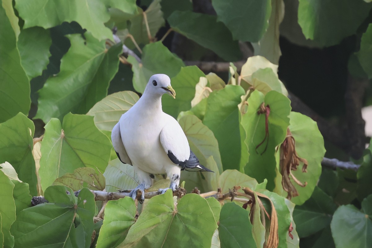 holub pobřežní - ML646361318