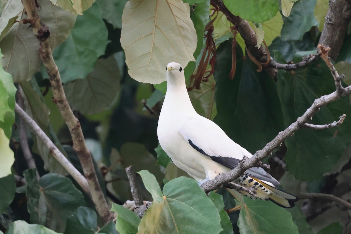 holub pobřežní - ML646361319