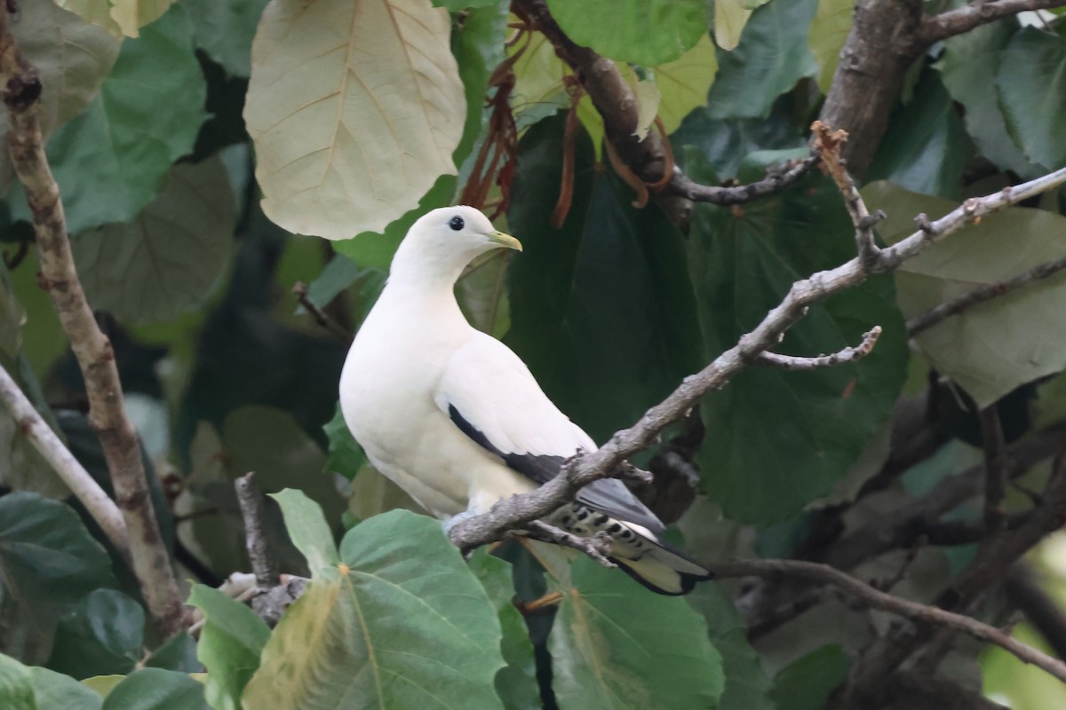 holub pobřežní - ML646361320