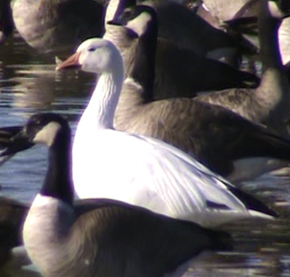 Snow Goose - ML646361321