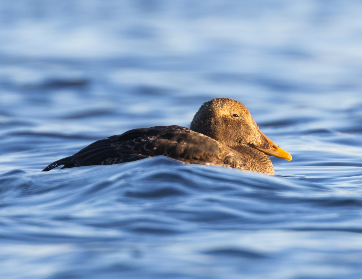 אדרית שחורת-כיפה (פציפית) - ML646361322