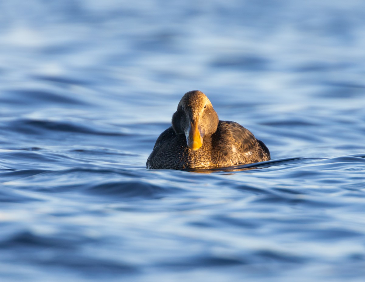 אדרית שחורת-כיפה (פציפית) - ML646361323