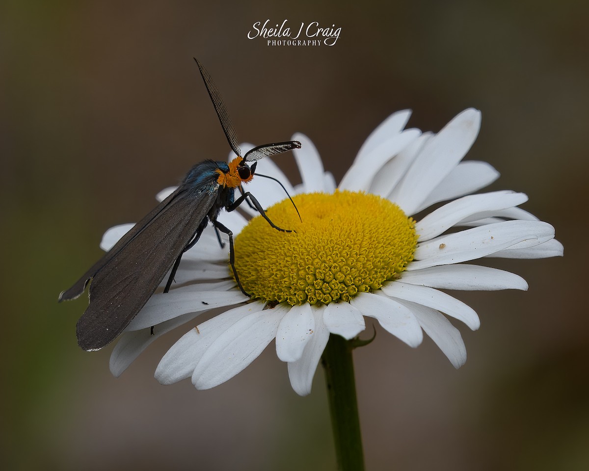 Virginia Ctenucha Moth - ML646361326