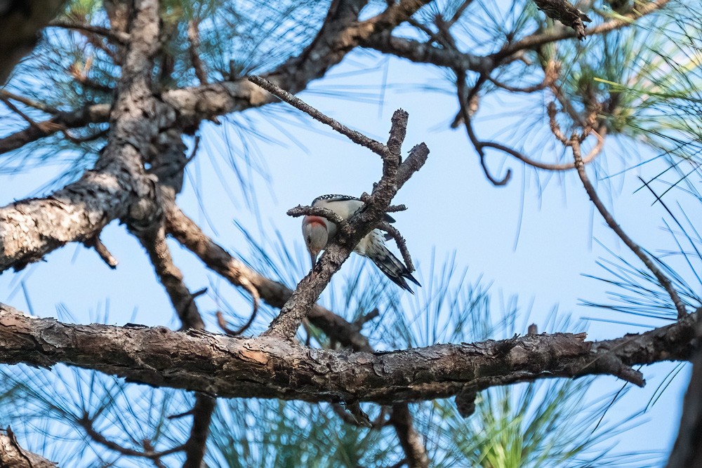 datel karolínský - ML646361327