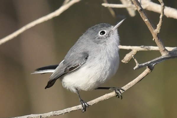 Gökrengi Bitkuşu - ML646361329