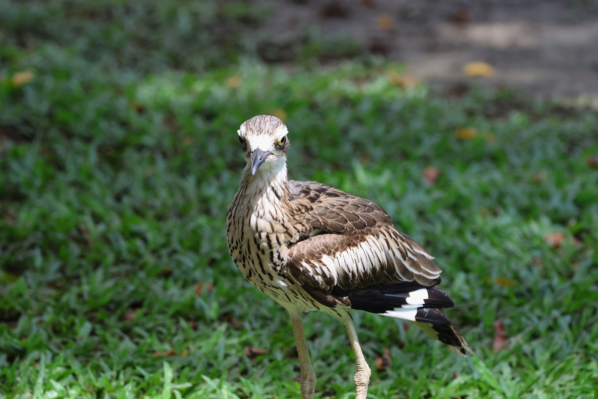 dytík velký - ML646361336