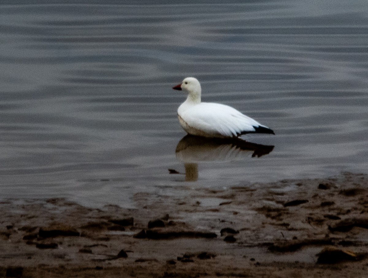 Oie des neiges - ML646361338