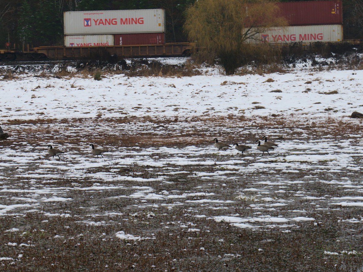 Bernache du Canada - ML646361339