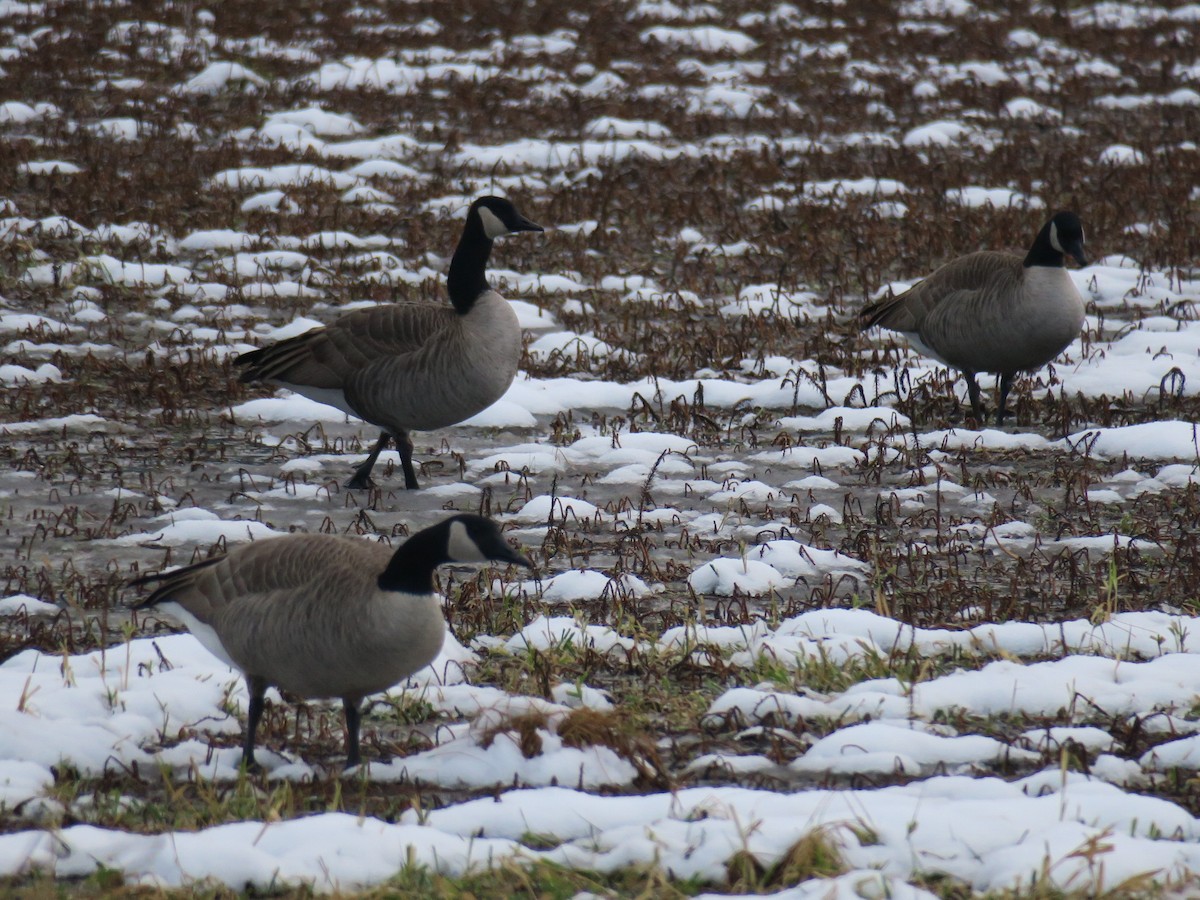 Bernache du Canada - ML646361340