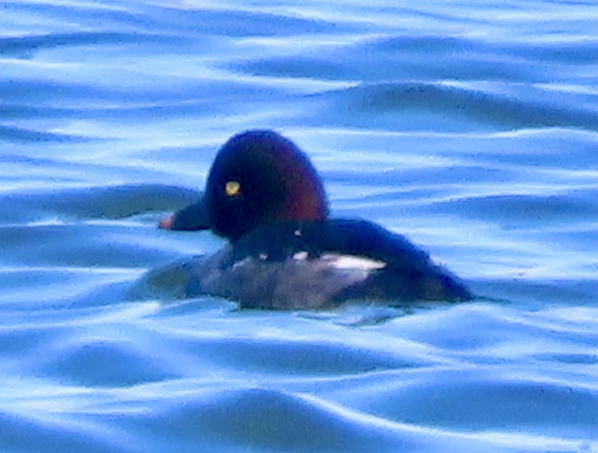 Common Goldeneye - ML646361344