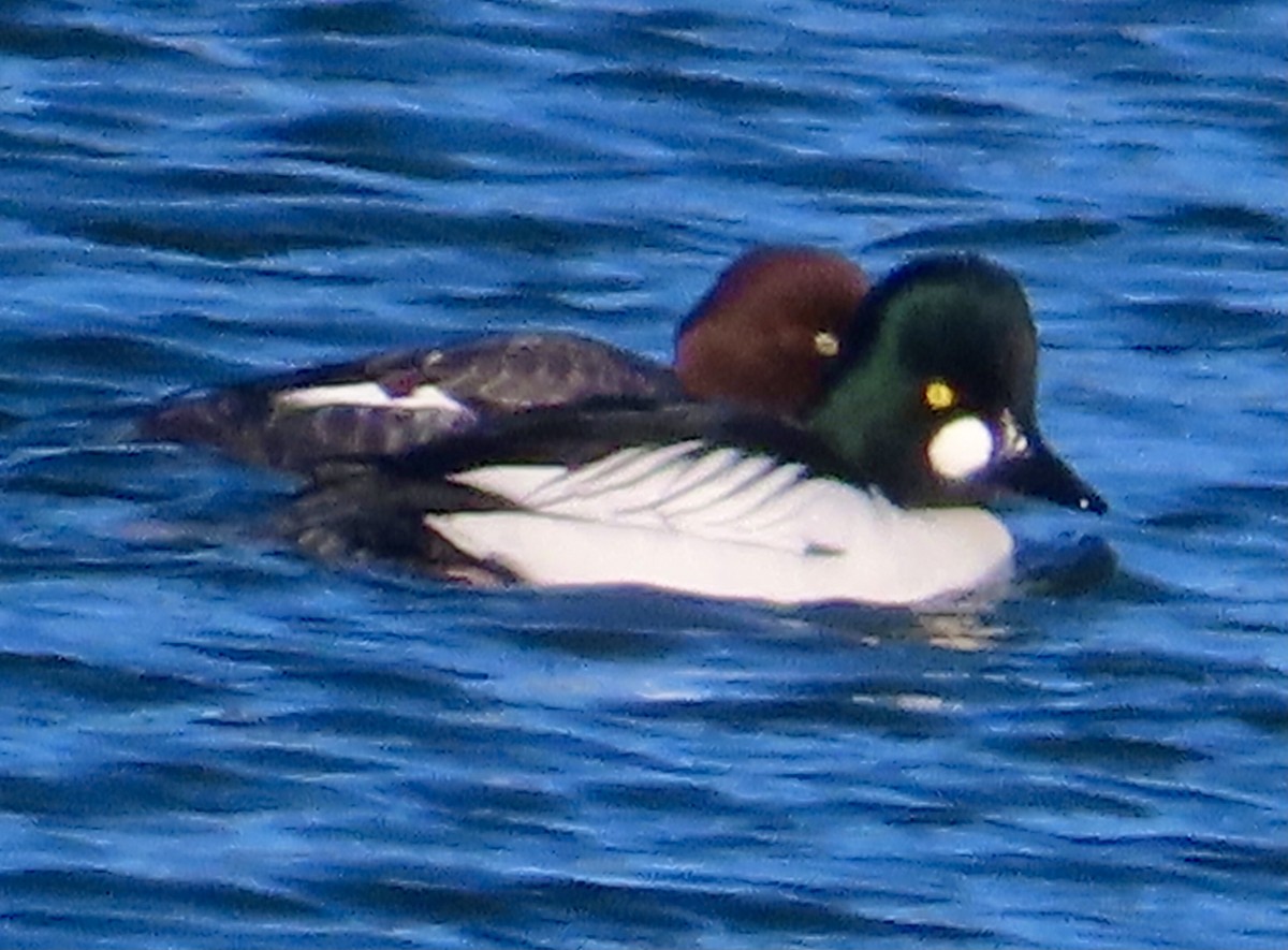 Common Goldeneye - ML646361346