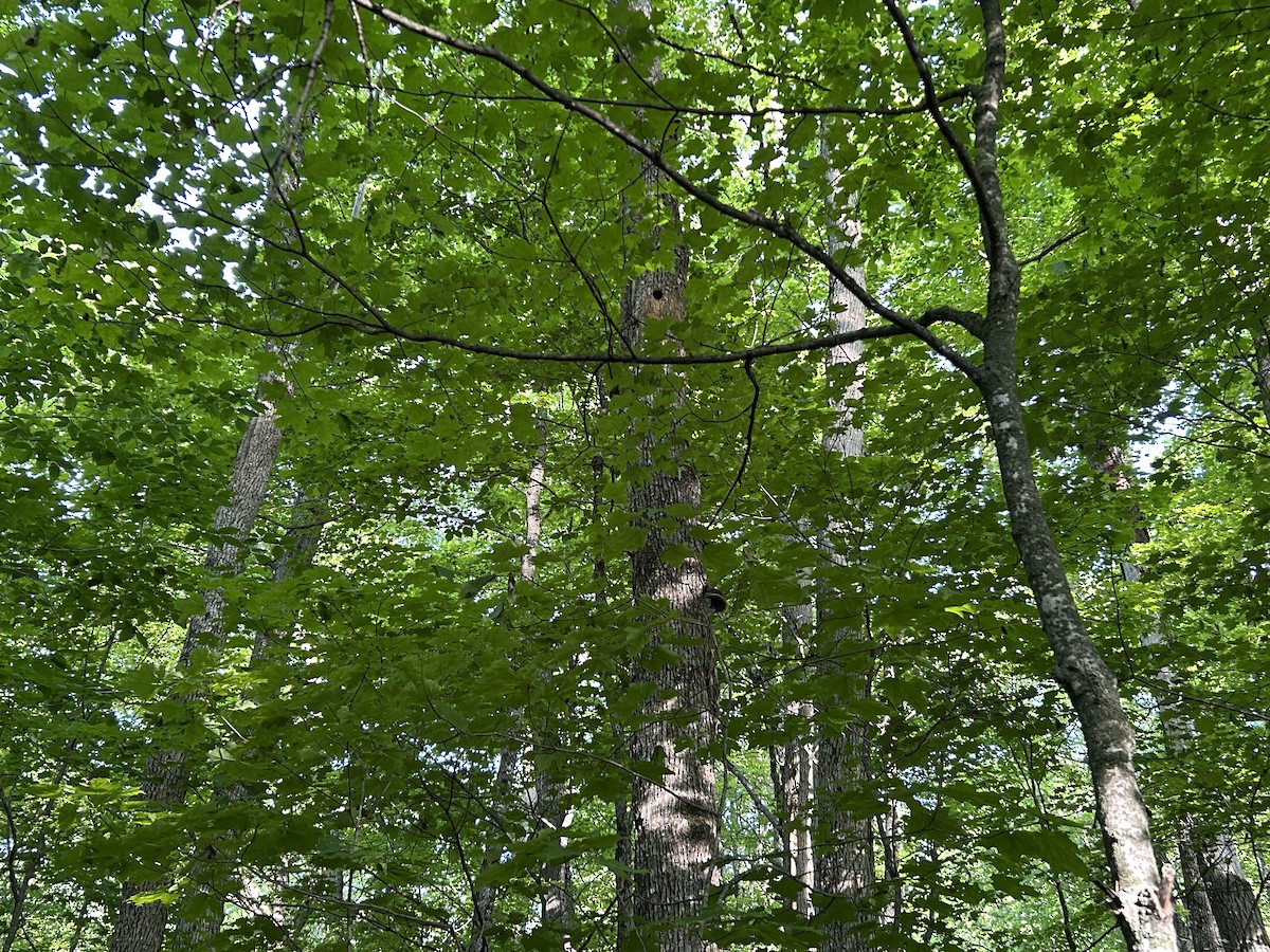 datel rudohrdlý - ML646361349