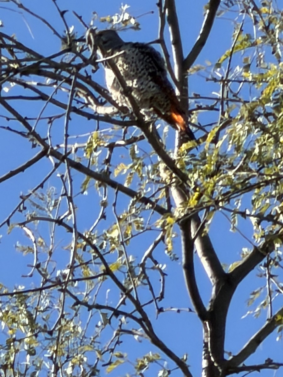 Northern Flicker - ML646361352