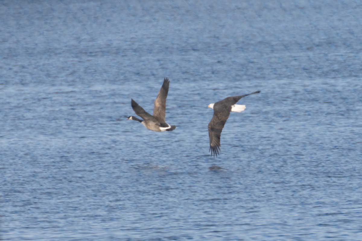 עיטם לבן-ראש - ML646361353