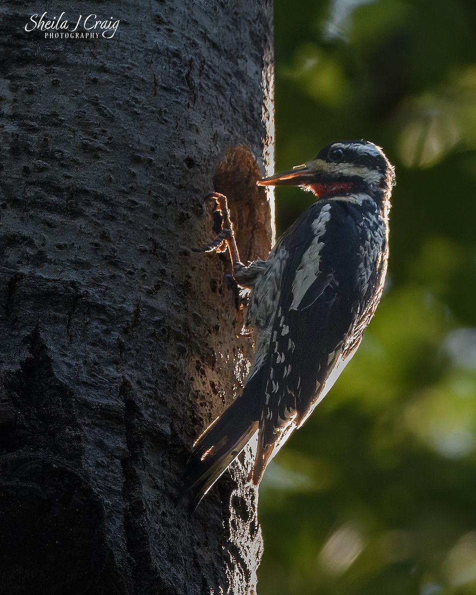 Yellow-bellied Sapsucker - ML646361359