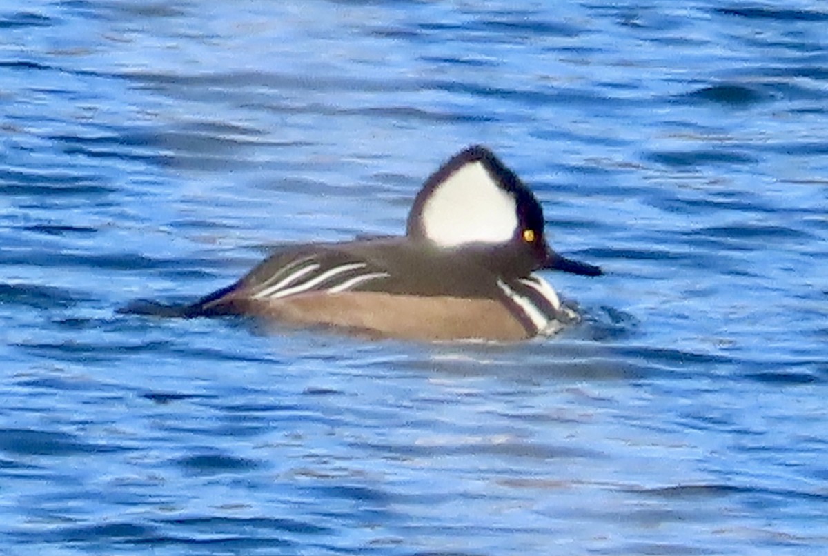 Hooded Merganser - ML646361360