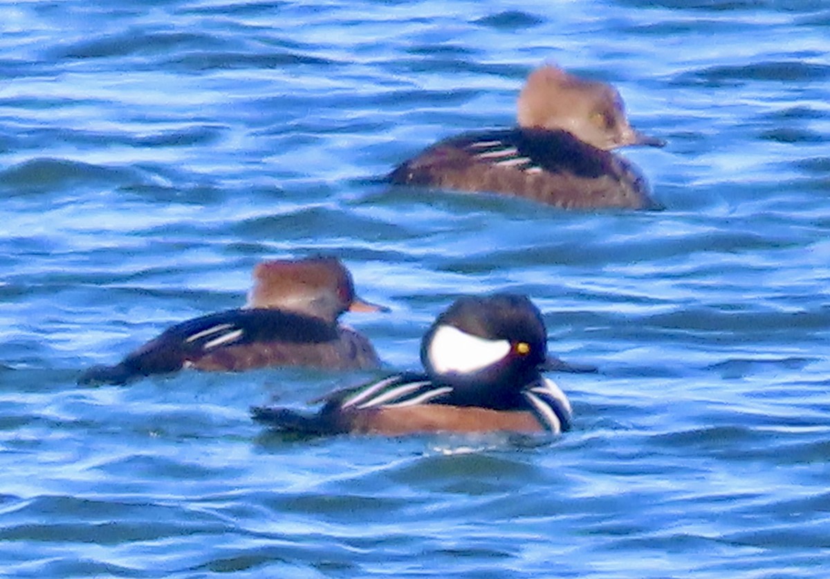 Hooded Merganser - ML646361361