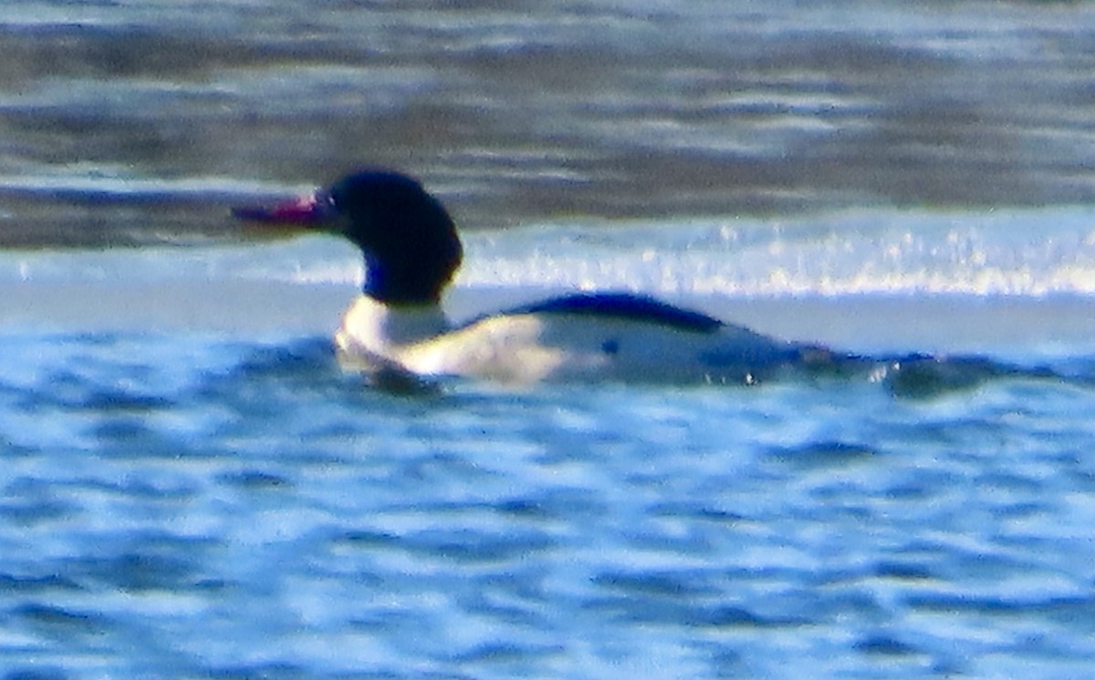 Common Merganser - ML646361364