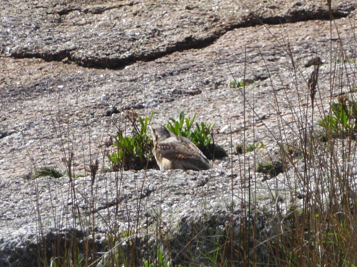 Eurasian Wryneck - ML646361365