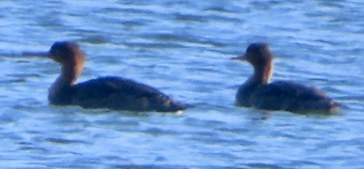 Red-breasted Merganser - ML646361366