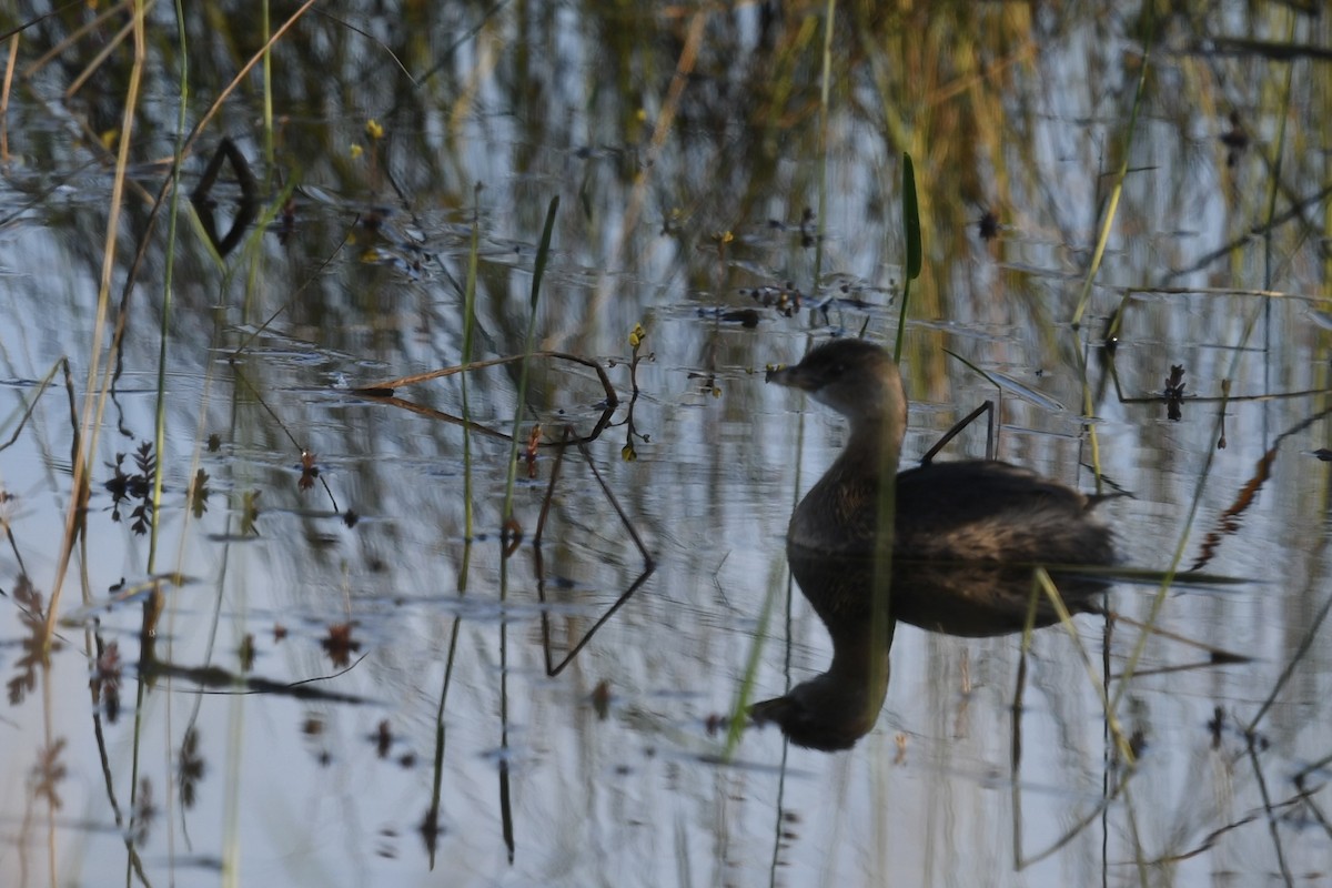 Kalın Gagalı Batağan - ML646361367