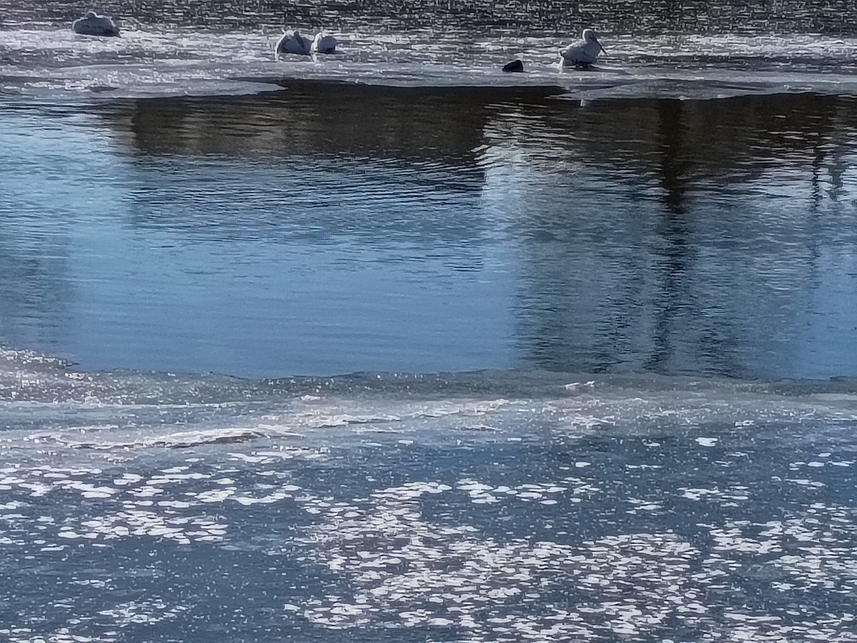 American White Pelican - ML646361368