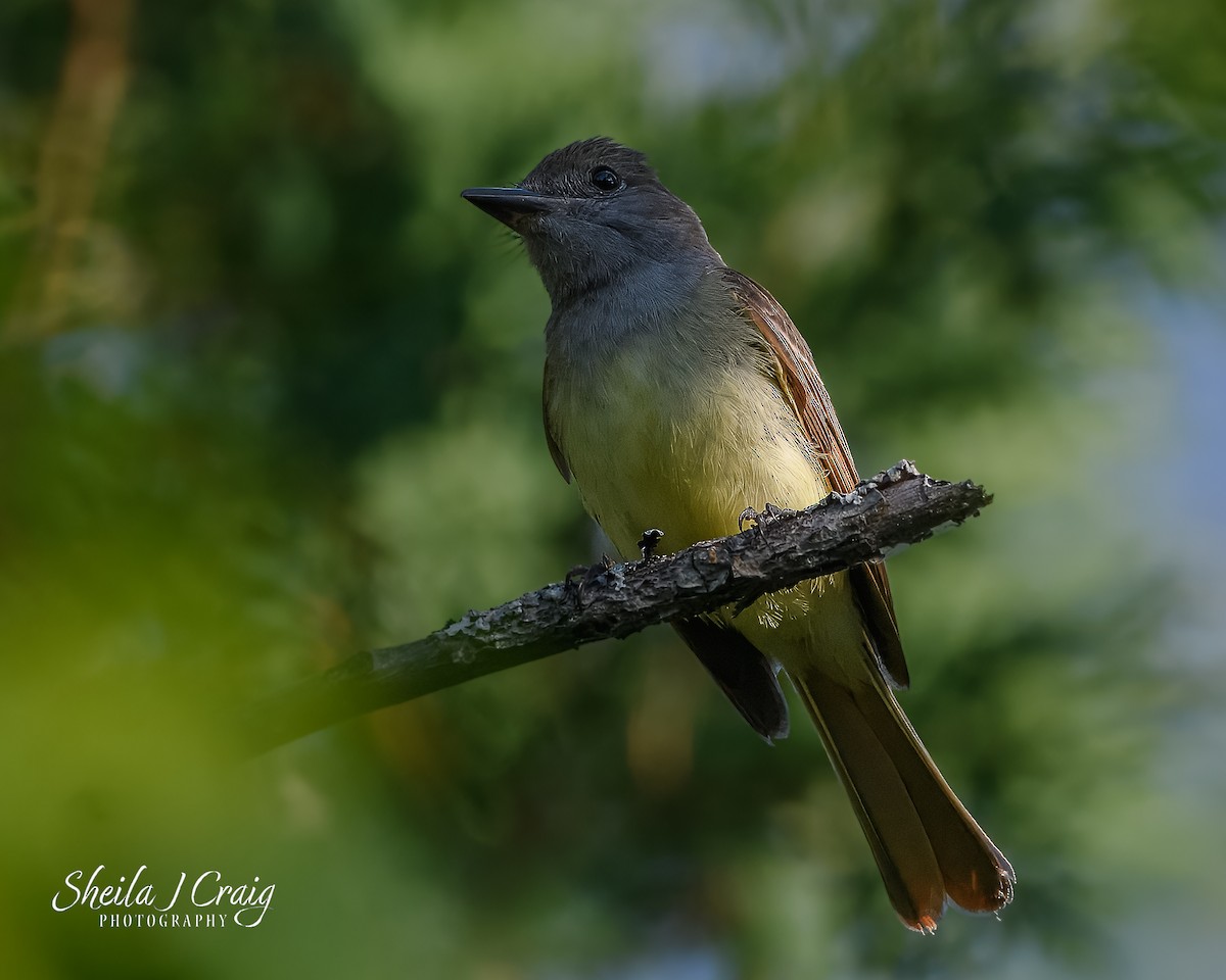 Great Crested Flycatcher - ML646361370