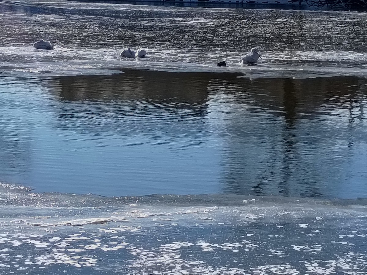 American White Pelican - ML646361371