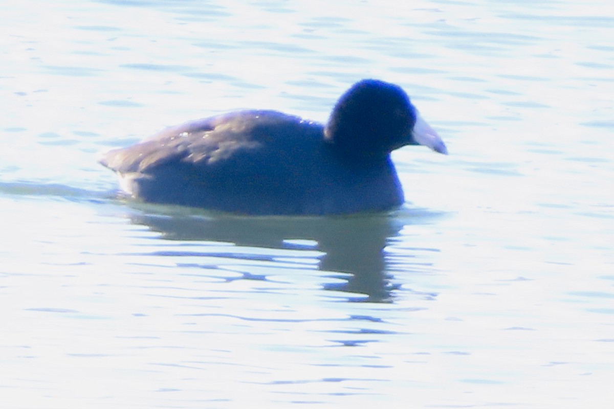 Лиска американська - ML646361374