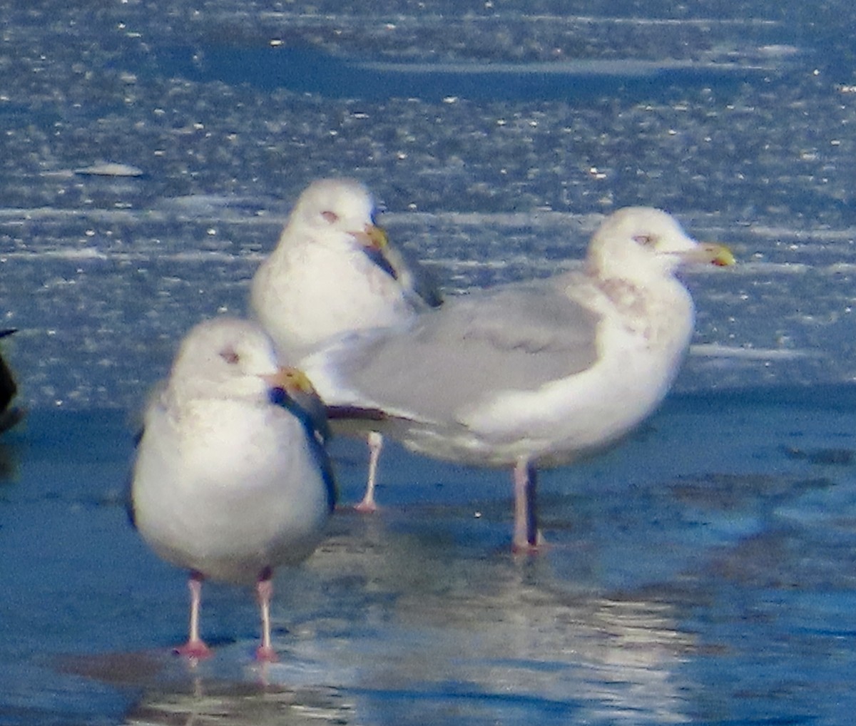 American Herring Gull - ML646361377
