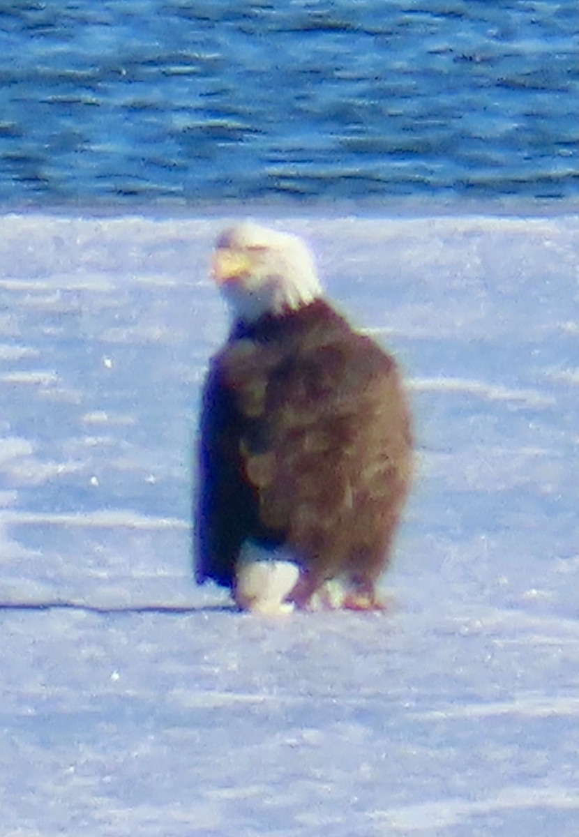 Bald Eagle - ML646361385