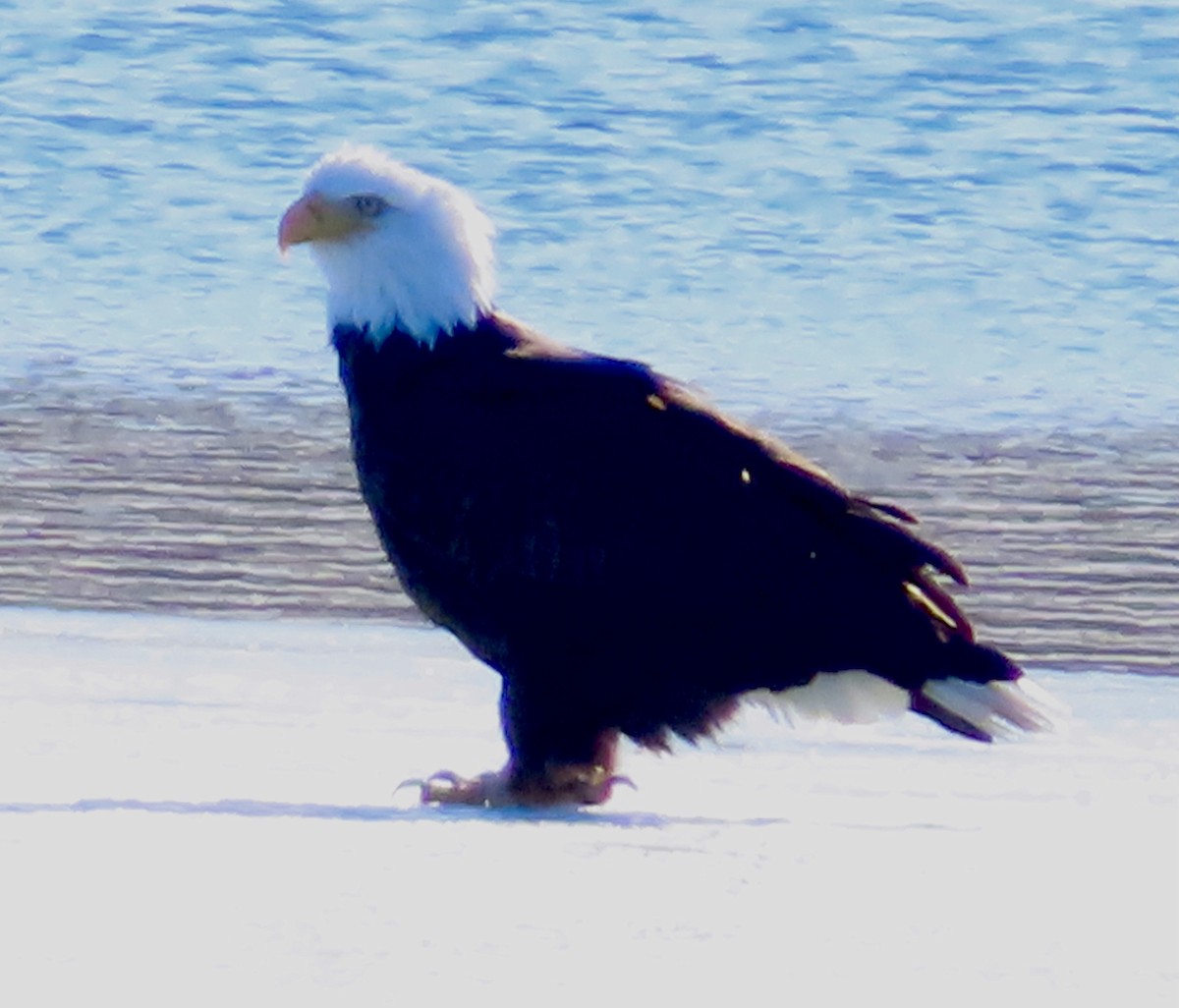 Bald Eagle - ML646361386