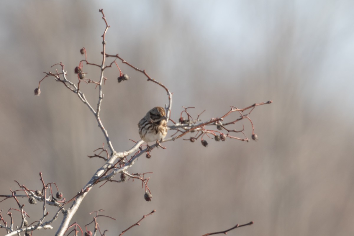 strnadec zpěvný - ML646361391