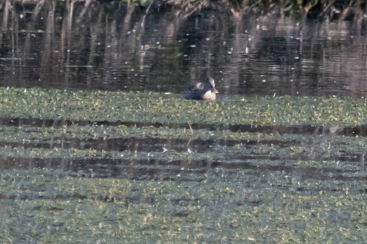 Northern Shoveler - ML646361393