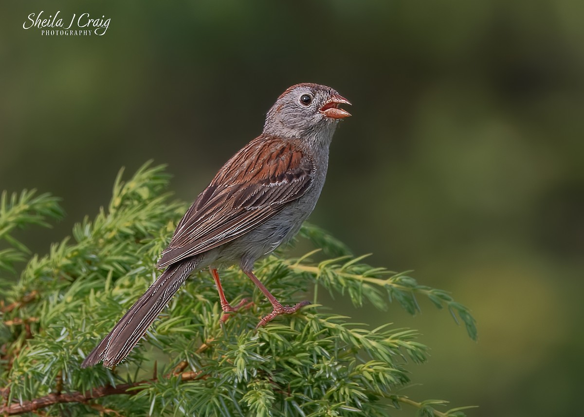 Field Sparrow - ML646361394