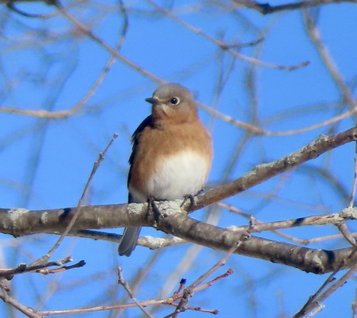 Eastern Bluebird - ML646361396