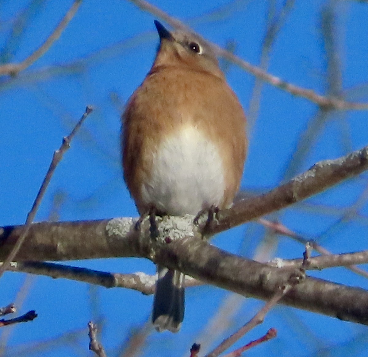 Eastern Bluebird - ML646361397