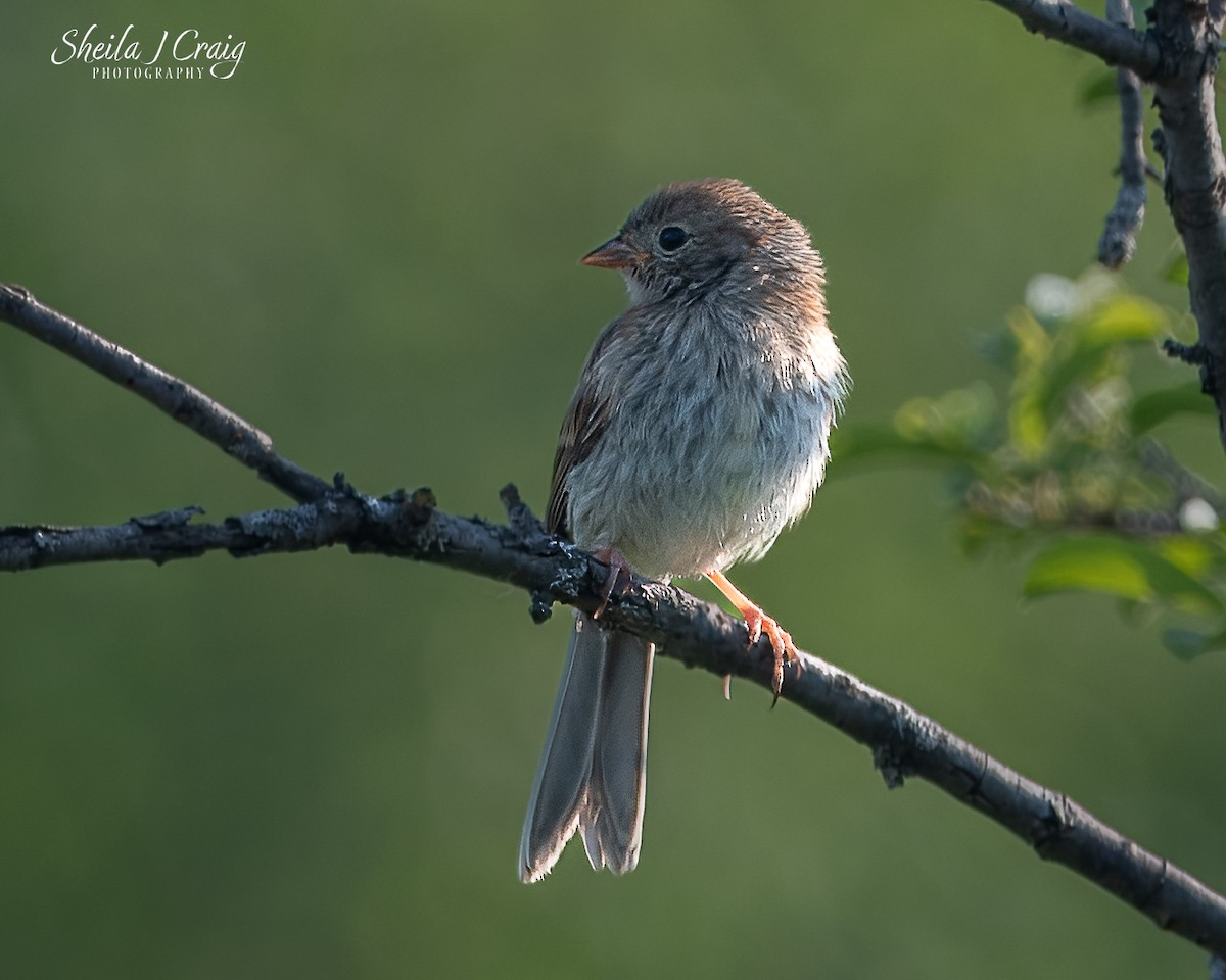 Field Sparrow - ML646361399